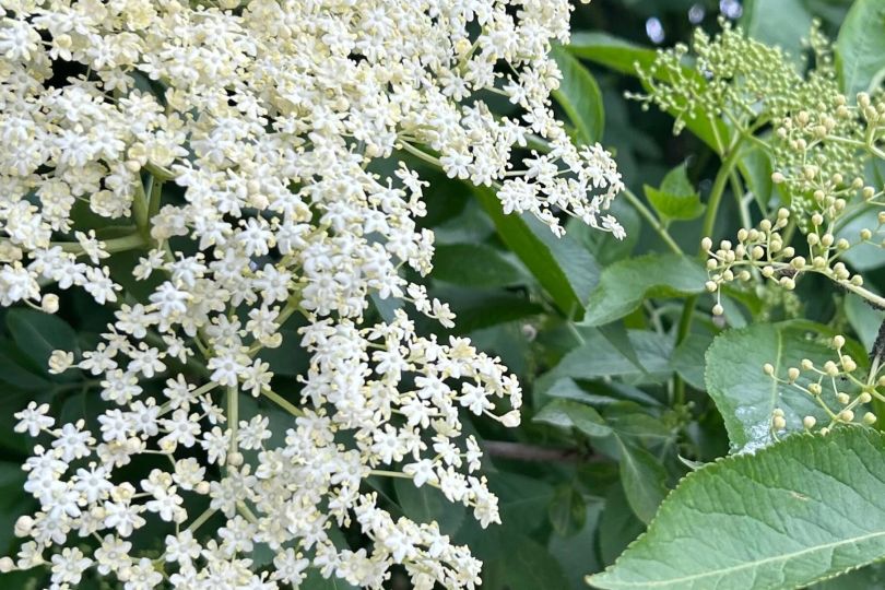 Baza čierna: účinky a recept na sirup a čaj
